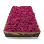 Mech Chrobotek Reniferowy Oczyszczony Fuchsia 2kg FIN