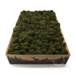 Mech Chrobotek Reniferowy Oczyszczony Khaki 2kg FIN