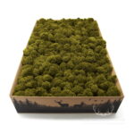 Mech Chrobotek Reniferowy Oczyszczony Lime 2kg FIN