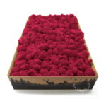 Mech Chrobotek Reniferowy Oczyszczony Raspberry 2kg FIN