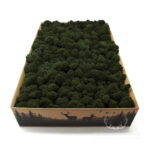 Mech Chrobotek Reniferowy Oczyszczony Olive 2kg FIN