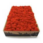 Mech Chrobotek Reniferowy Oczyszczony Orange 2kg FIN