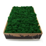 Mech Chrobotek Reniferowy Oczyszczony Medium Green 2kg FIN