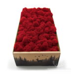 Mech Chrobotek Reniferowy Oczyszczony Red 500g FIN