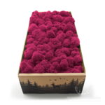 Mech Chrobotek Reniferowy Oczyszczony Fuchsia 500g FIN