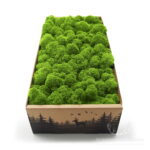 Mech Chrobotek Reniferowy Oczyszczony Spring Green 500g FIN