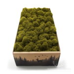 Mech Chrobotek Reniferowy Oczyszczony Lime 500g FIN