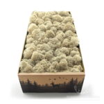 Mech Chrobotek Reniferowy Oczyszczony Natural 500g FIN