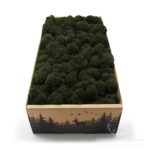 Mech Chrobotek Reniferowy Oczyszczony Olive 500g FIN