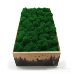 Mech Chrobotek Reniferowy Oczyszczony Medium Green 500g FIN