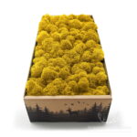 Mech Chrobotek Reniferowy Oczyszczony Yellow 500g FIN