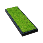 Donica z mchem chrobotkiem jasnym na wymiar w ramie drewnianej czarnej