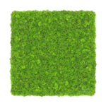 Panel z mchu chrobotka leśnego na ścianę NA WYMIAR