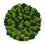 Panel koło z mchu chrobotka premium 50cm