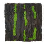 Panel z kory stabilizowanej dębu czarnego z chrobotkiem 50x50