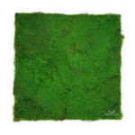 Panel na ścianę z mchu płaskiego jasnozielonego NA WYMIAR